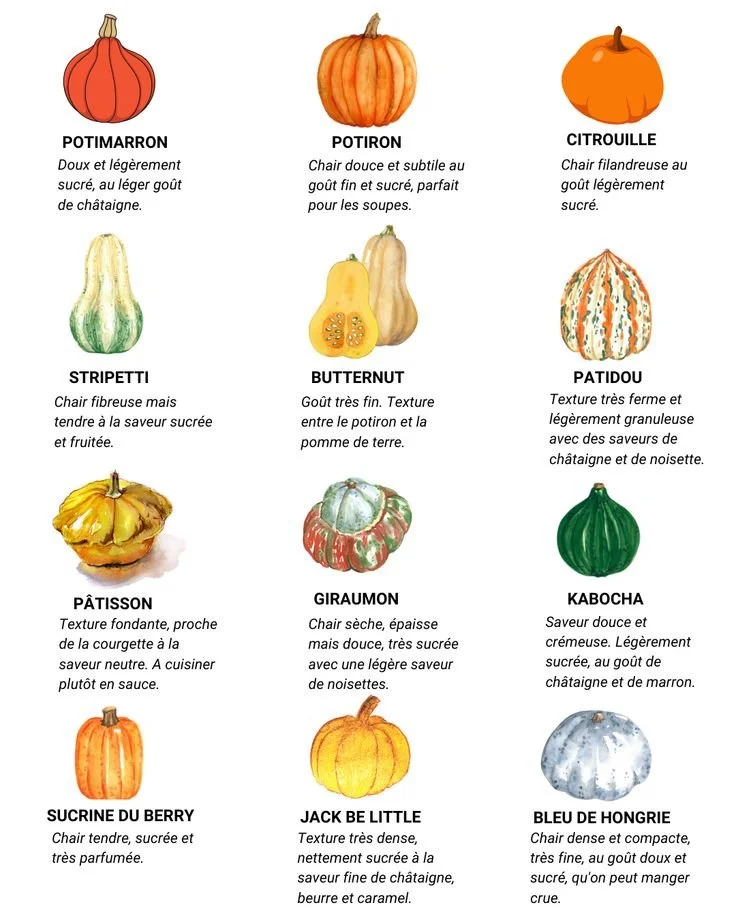 Diverses courges colorées prêtes à être cuisinées pour l'automne.